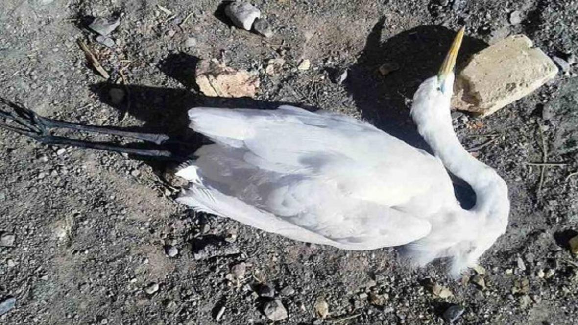 تلف شدن نزدیک به 500 پرنده مهاجر بر اثر آنفلوآنزا پرندگان