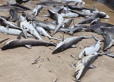 کشف دهها جسد کوسه و ماهی مرده در ساحل کوئینزلند