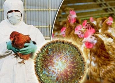 روسیه برای آنفلوآنزای مرغی واکسن ساخت