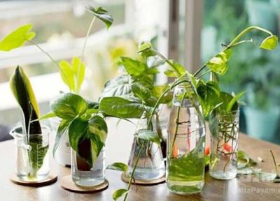 کدام گیاهان آپارتمانی در آب رشد می کنند